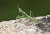 Tipo de mantis autóctona Apteromantis aptera, 