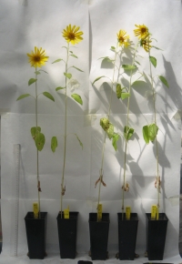Plantas de girasol ('Helianthus annuus') en las que se ha probado los efectos del biocarbn en un invernadero experimental