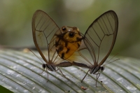 Mariposas apareándose