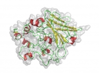 Modelo predictivo de la proteína SIAH2, clave en el desarrollo de tumores