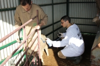 Científicos de la Facultad de Veterinaria de la Universidad de Córdoba identifican una oveja en la que observan la patogenia del gusano 'Fasciola hepatica'. 